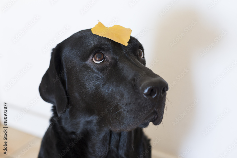 portrait of a young beautiful black labrador with a yellow leave standing on his head. white background. Autumn concept portrait of a young beautiful black labrador with a yellow leave standing on his head. white background. Autumn concept