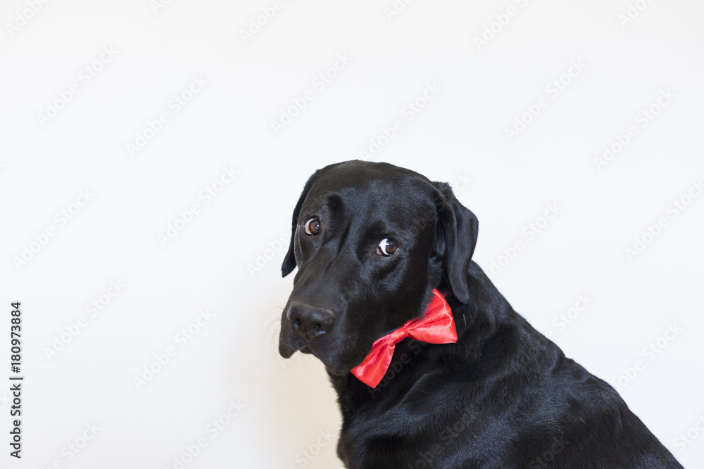 portrait of a young beautiful black labrador wearing a red bowtie. white background. Christmas concept