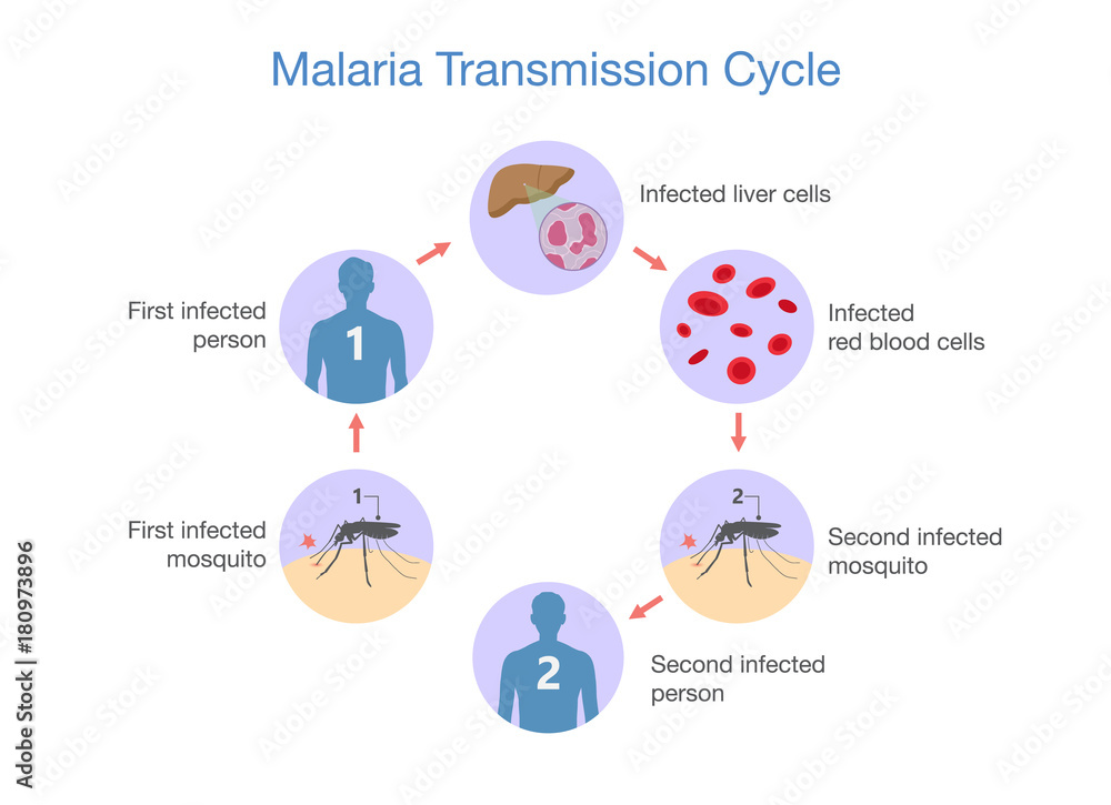 Illustration showing Malaria transmission cycle. Step of infections in people with mosquito. - obrazy, fototapety, plakaty 