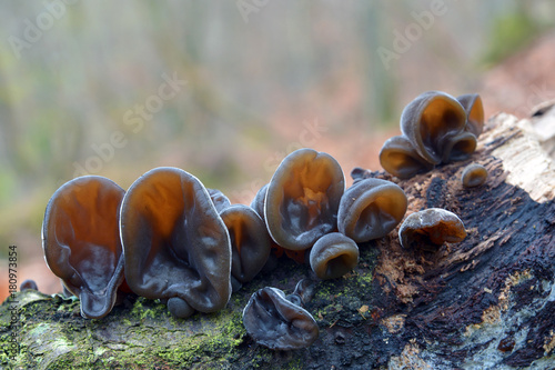 auricularia auricula-judae fungus