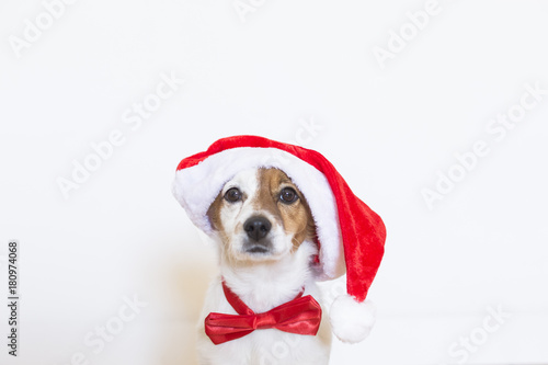 portrait of a young cute dog wearing a santa hat and a red bowtie. white background. Christmas concept © Eva