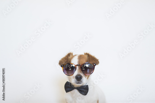 portrait of a cute small dog wearing modern sunglasses and a black bowtie. White background. Indoors. Love for animals concept