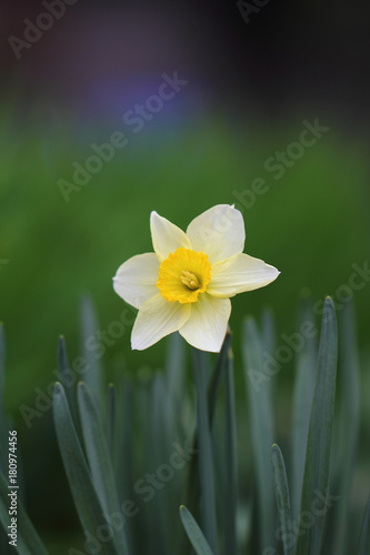 Fototapeta Naklejka Na Ścianę i Meble -  Цветок нарцисса на размытом фоне.