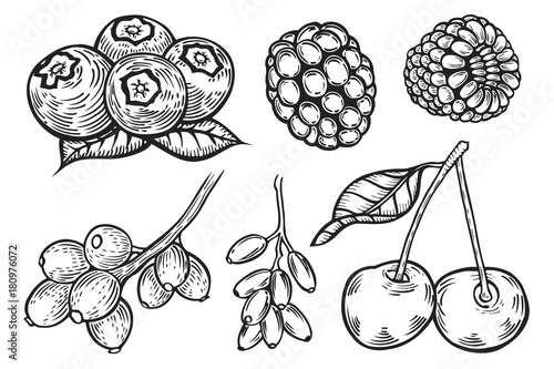 Berry set illustration