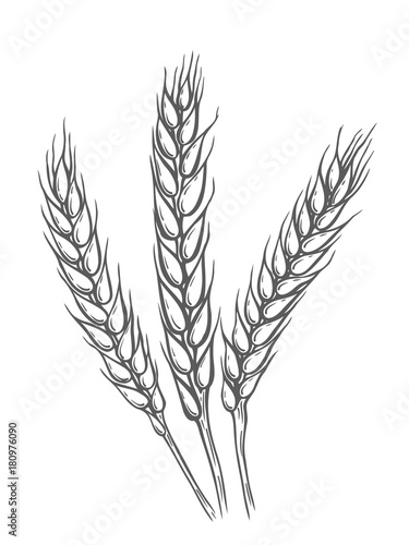 Wheat bread ears cereal