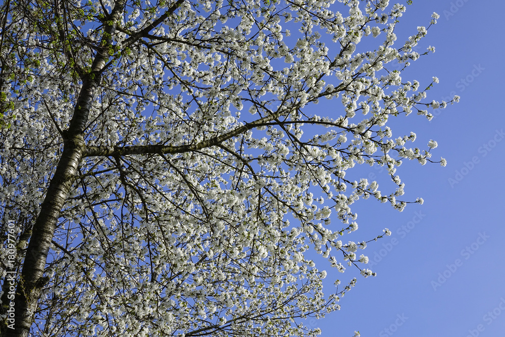 Flowering Cherry Tree