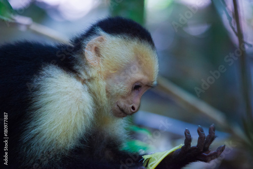 Capucin - Costa Rica photo