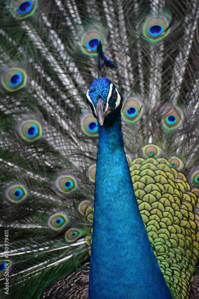 Fototapeta premium Blue Peacock Flutters Open Feathers