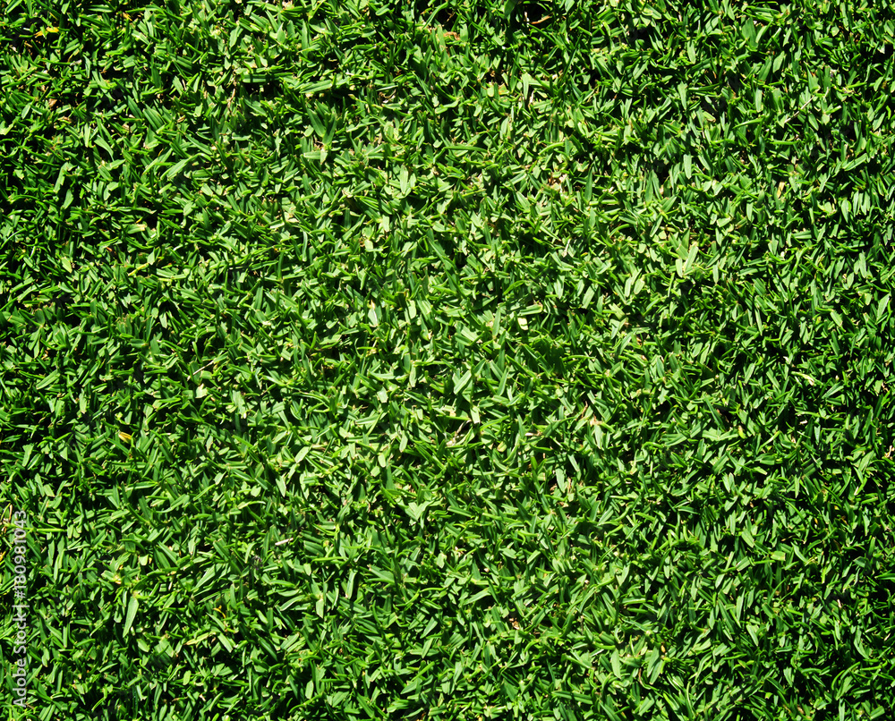 grass grass