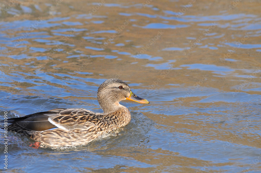 Mallard Ducks swimming in the river. Wild duck in river Mallard Ducks swimming in the river. Wild duck in river
