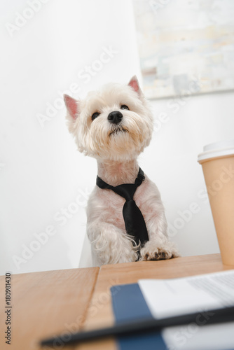 west highland white terrier in necktie