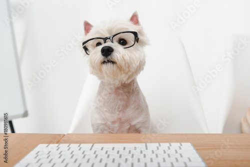 Canvas-taulu business dog in eyeglasses