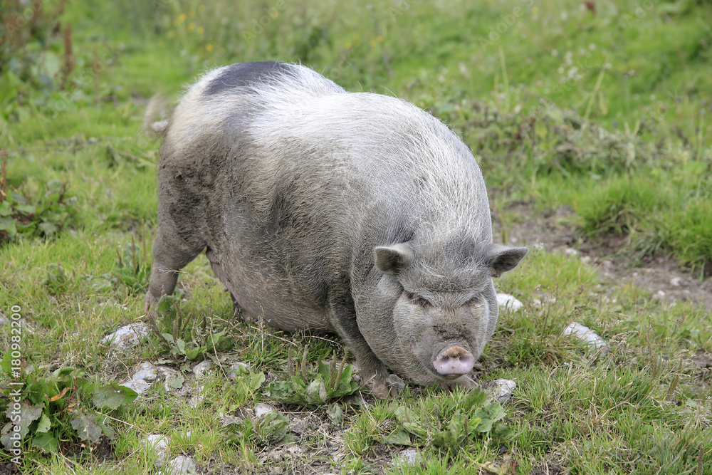 Hängebauchschwein im Gras von vorne Hängebauchschwein im Gras von vorne