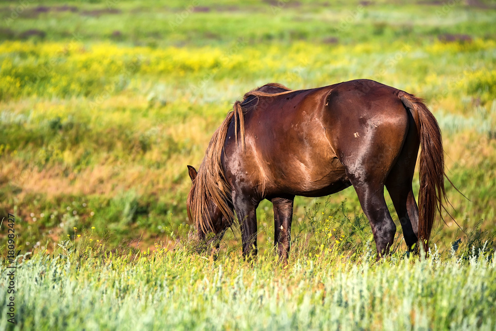 Wild stallion grazing on summer meadow Wild stallion grazing on summer meadow