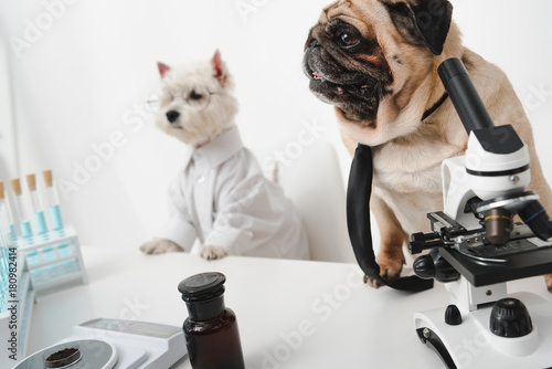 Photography dogs scientists in lab