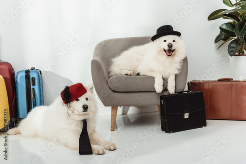Photography samoyed dogs with suitcases