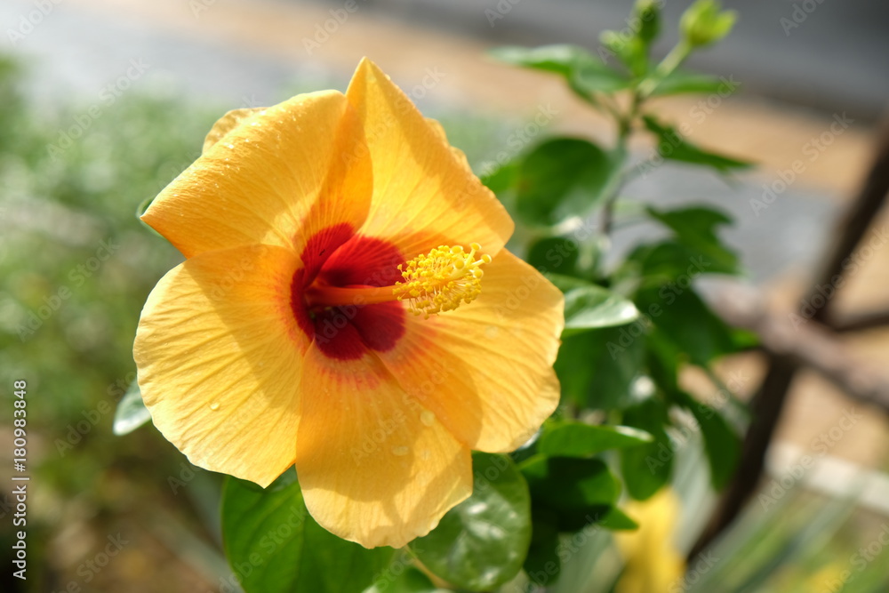 Fototapeta premium A beautiful yellow flower
