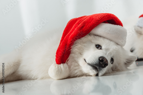 fluffy dog in santa hat © LIGHTFIELD STUDIOS