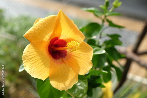 A beautiful yellow flower © hung