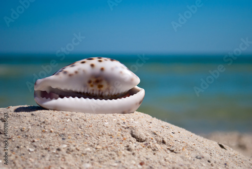 sea beautiful shell with white edges and purple back lies horizontally on yellow sand against the background of blue sea and white wave blue sky summer vacation vacation summer day heat beach beach
