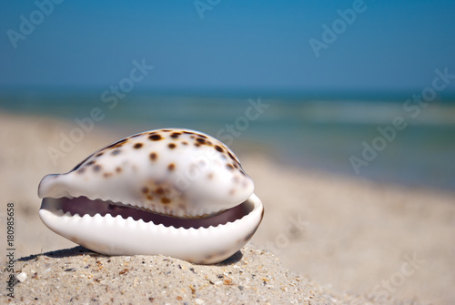 sea beautiful shell with white edges and purple back lies horizontally on yellow sand against the background of blue sea and white wave blue sky summer vacation vacation summer day heat beach beach photo