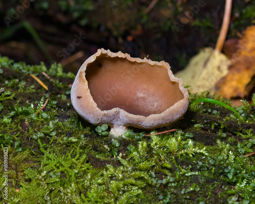 Brown fungus Peziza on old wood in moss with dark bokeh background, selective focus, shallow DOF photo