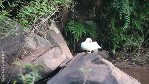 White duck sit on rock in river with wild forest background at Nan Thailand