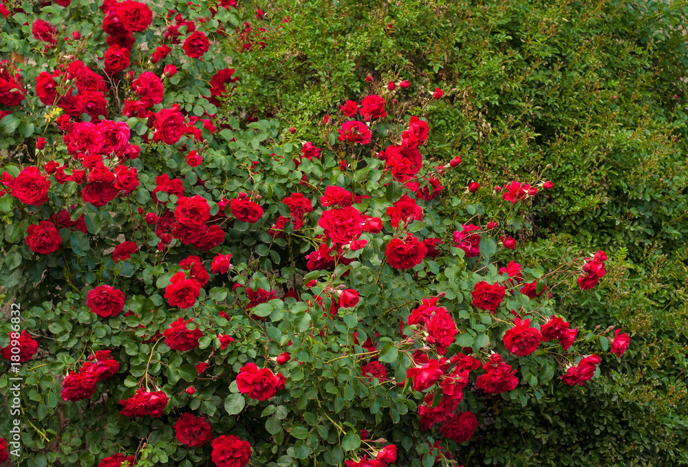 Bright red roses with buds on a background of a green bush after rain. Beautiful red roses in the summer garden. Background with many red summer flowers.