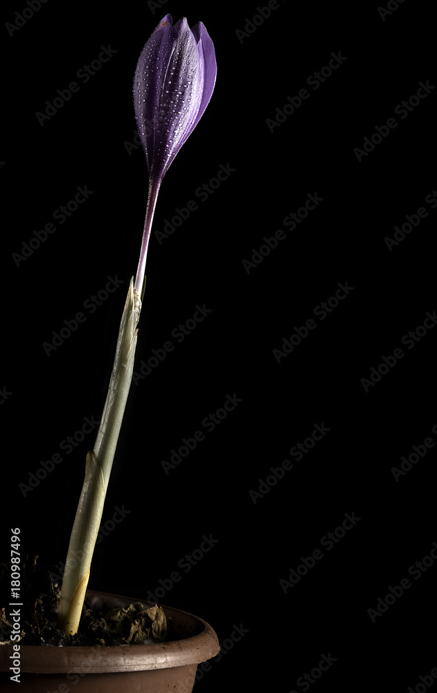 saffron flower with drops water saffron flower with drops water
