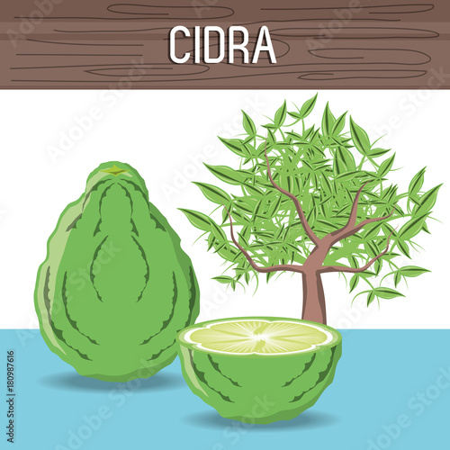 cidra fruit and tree over white background colorful design vector illutration photo