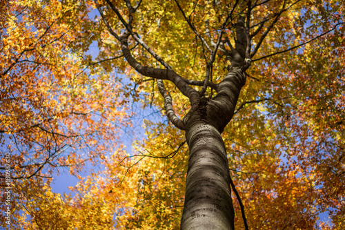 Sky in the autumn forest, Bavaria, Germany.