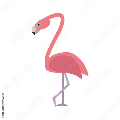 Fototapeta Beautiful flemish bird