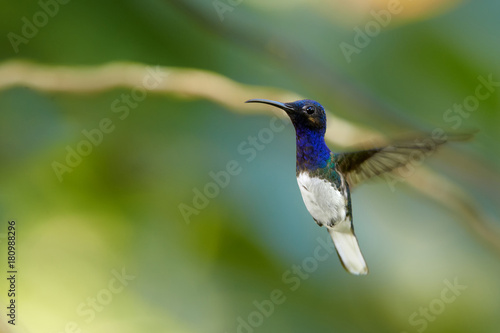Close up photo, beautiful shining blue hummingbird, White-necked Jacobin Florisuga mellivora hovering in the air. Blurred colorful flowers in background, nice bokeh. Rain forest, Trinidad and Tobago.