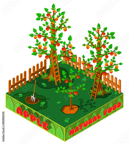 Apple harvest. Country garden in autumn. 3D isometric view. Vector illustration.