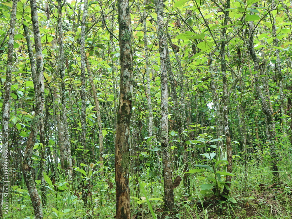 Fall tree roots in the forest with green foliage and paths of rice fields and waters
Fall tree roots in the forest with green foliage and paths of rice fields and waters