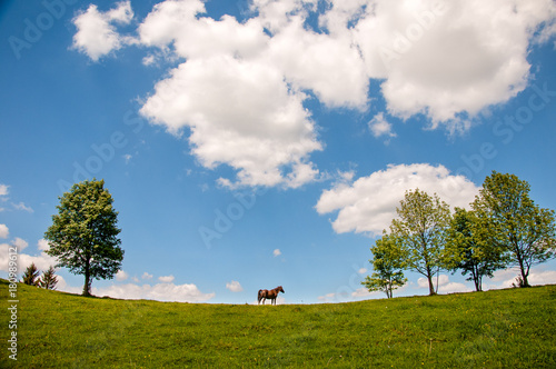 Grazing horse at high-land pasture at Carpathian Mountains in rays of sunset. Picture of summer pasture on a background of mountains. © Viktoria