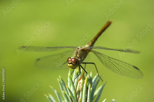 Large dragonfly on a green background