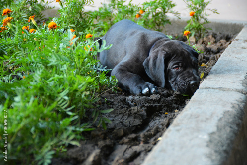 Puppies of the Great Dane walk in the park