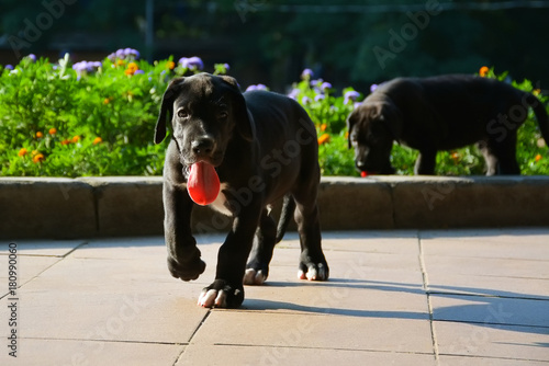 Puppies of the Great Dane walk in the park