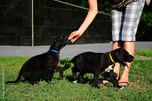 Puppies of the Great Dane walk in the park