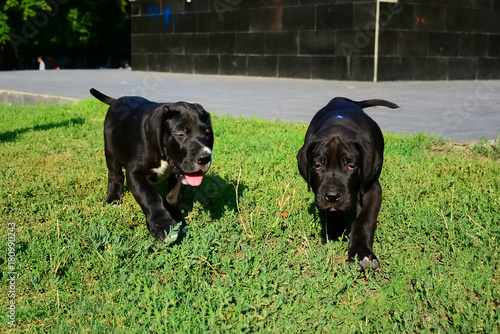 Puppies of the Great Dane walk in the park