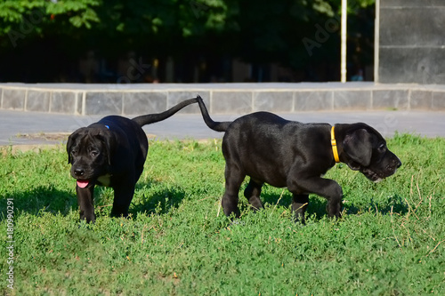 Puppies of the Great Dane walk in the park