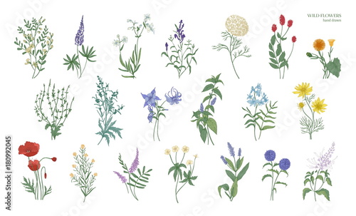 Fényképezés Set of realistic detailed colorful drawings of wild meadow herbs, herbaceous flowering plants, beautiful blooming flowers isolated on white background