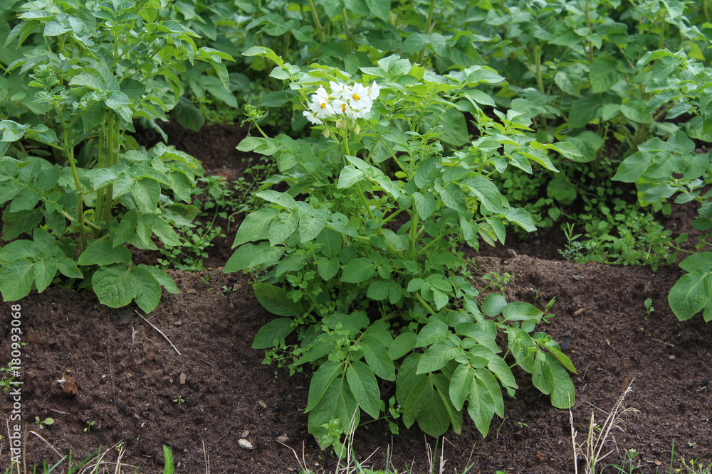 Bushes of blooming potatoes in the garden. Bushes of blooming potatoes in the garden.