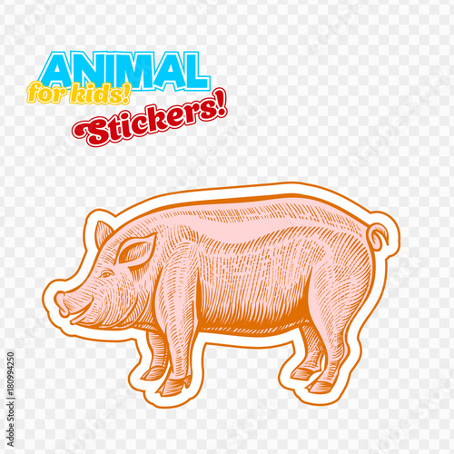 Farm animal pig or pork in sketch style on colorful sticker. Isolated on transparent background. Can be used for cute coloring book for children. Include silhouette for paper cutting