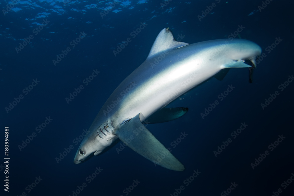 Fototapeta premium blue shark, prionace glauca, South Africa