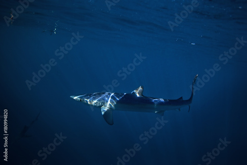 blue shark, prionace glauca, South Africa photo