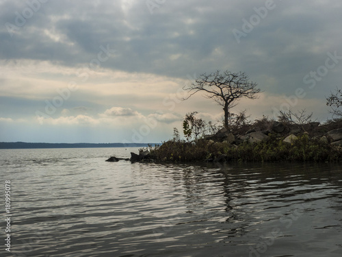 Gnarly tree with bare branches lake background with clouds