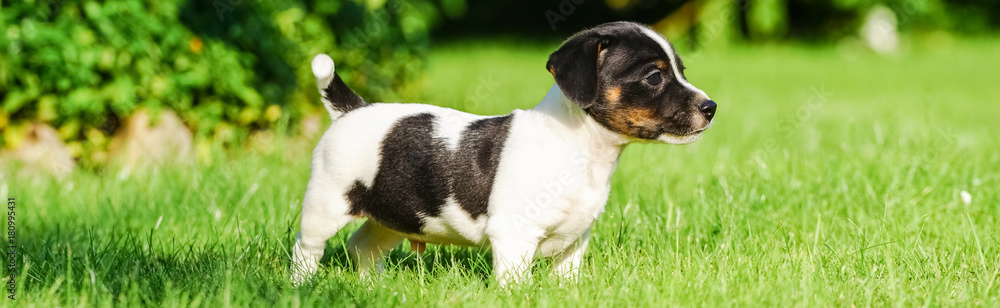 Kleiner Jack-Russel Welpe im Garten, Banner Kleiner Jack-Russel Welpe im Garten, Banner