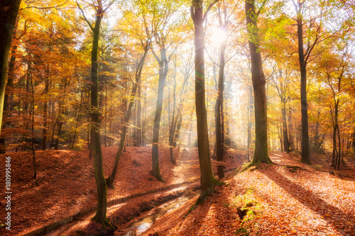Sunlight shining through the trees in a forest on a sunny Autumn day.